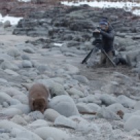 Arctic fox wildlife filming Canon
