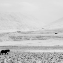 Icelandic horse landscape leica