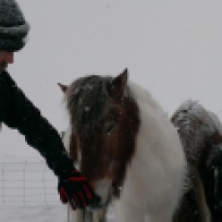 Horses and Ian meet Canon