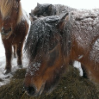 Icelandic horse canon