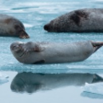 Seals at the glacial lagoon Canon