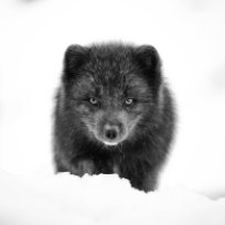 Arctic fox - canon