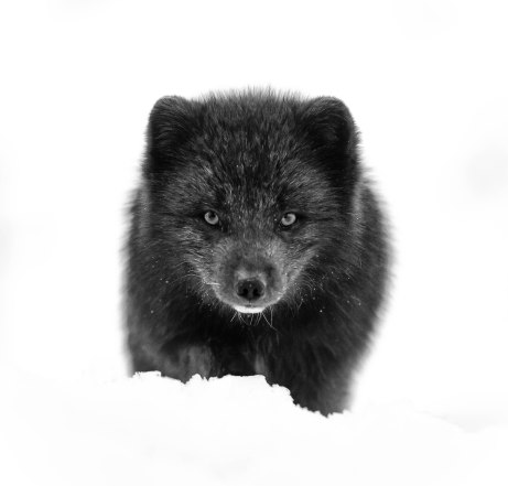arctic fox - canon